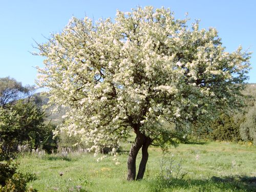 Pyrus spinosa / pero mandorlino